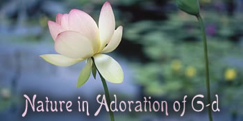 Nature in Adoration of G-d